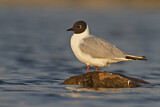 Image. Bonaparte's Gull