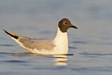 Image. Bonaparte's Gull