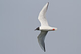 Image. Bonaparte's Gull