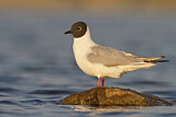 Image. Bonaparte's Gull