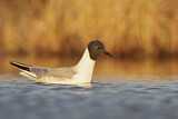 Image. Bonaparte's Gull