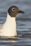 Image. Bonaparte's Gull