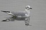Image. Bonaparte's Gull