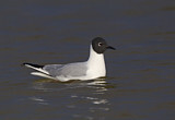 Image. Bonaparte's Gull