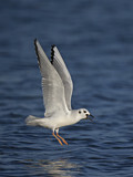 Image. Bonaparte's Gull