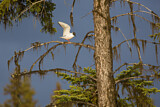 Image. Bonaparte's Gull