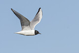 Image. Bonaparte's Gull