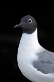 Image. Bonaparte's Gull