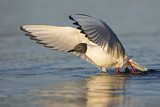 Image. Bonaparte's Gull
