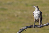 Image. Bonelli's Eagle
