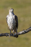 Image. Bonelli's Eagle