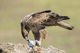 Image. Bonelli's Eagle