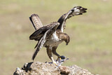 Image. Bonelli's Eagle