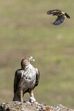 Image. Bonelli's Eagle