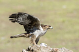 Image. Bonelli's Eagle