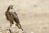Image. Bonelli's Eagle
