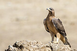 Image. Bonelli's Eagle