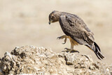 Image. Bonelli's Eagle