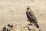 Image. Bonelli's Eagle