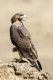 Image. Bonelli's Eagle
