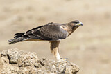 Image. Bonelli's Eagle