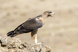 Image. Bonelli's Eagle