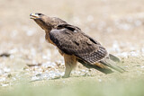 Image. Bonelli's Eagle