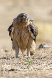 Image. Bonelli's Eagle