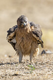 Image. Bonelli's Eagle