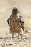 Image. Bonelli's Eagle
