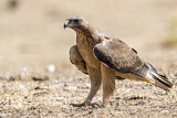 Image. Bonelli's Eagle