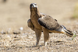 Image. Bonelli's Eagle