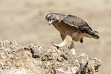 Image. Bonelli's Eagle