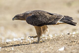 Image. Bonelli's Eagle