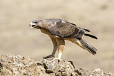Image. Bonelli's Eagle