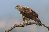 Image. Bonelli's Eagle