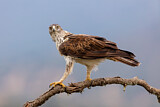 Image. Bonelli's Eagle