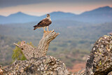 Image. Bonelli's Eagle