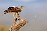 Image. Bonelli's Eagle