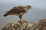 Image. Bonelli's Eagle