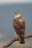 Image. Bonelli's Eagle