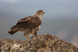 Image. Bonelli's Eagle
