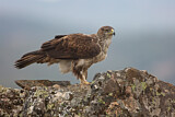 Image. Bonelli's Eagle