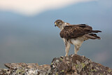 Image. Bonelli's Eagle