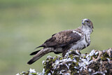 Image. Bonelli's Eagle