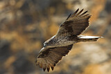 Image. Bonelli's Eagle