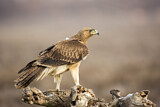 Image. Bonelli's Eagle