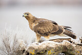 Image. Bonelli's Eagle