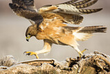 Image. Bonelli's Eagle