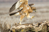 Image. Bonelli's Eagle